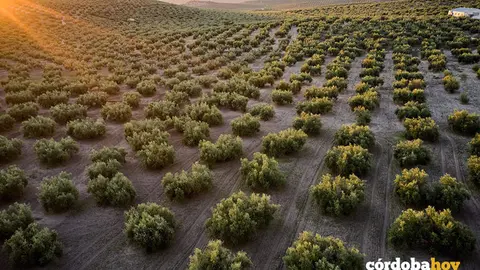 Imagen de archivo a&eacute;rea de un olivar andaluz