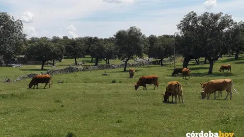 Ganado bovino pastando en una dehesa