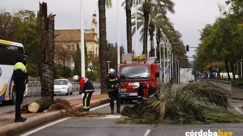 Intervenci&oacute;n de bomberos del SEIS por la ca&iacute;da de un &aacute;rbol en una imagen de archivo
