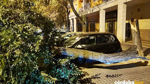 Un &aacute;rbol ca&iacute;do en una calle de C&oacute;rdoba FOTO PSOE