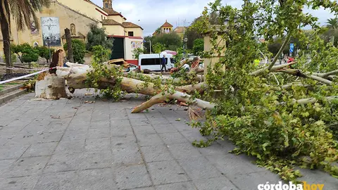 El &aacute;rbol que derrib&oacute; el Triunfo de San Rafael en la Plaza Cristo de Cracia con una gran piedra en su interior