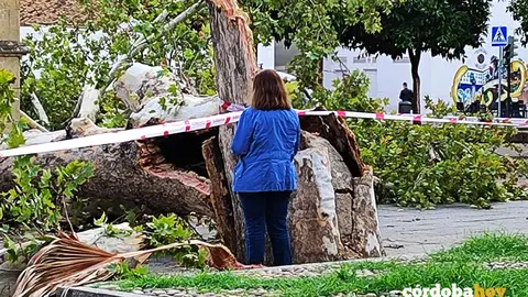 Efectos de la borrasca Bernard en la capital cordobesa