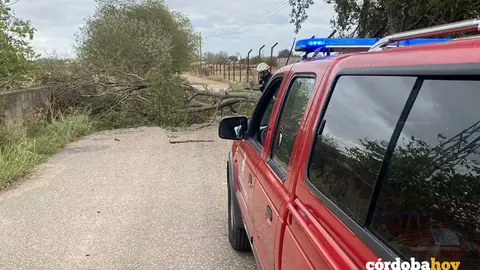 Los bomberos atendiendo una incidencia con un &aacute;rbol tras el paso de la borrasca FOTO SAB