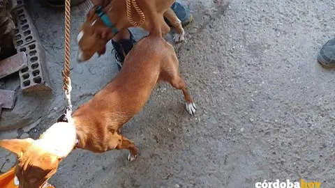 Imagen tomada por la Guardia Civil a perros