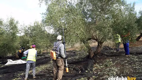 Jornaleros trabajando en la recogida de aceituna