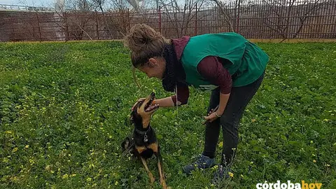 Un perro y una cuidadora en el Centro de Sanidad y Bienestar Animal (SBA) de la empresa municipal de Saneamientos de C&oacute;rdoba (Sadeco)