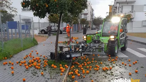 Recogida de naranja con vibradora este a&ntilde;o en Villarrubia
