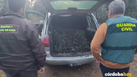 Aceitunas robadas