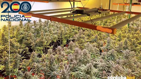 Plantas de marihuana en una nave del pol&iacute;gono de La Torrecilla