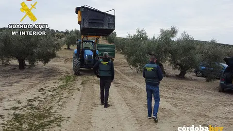 Aceitunas incautadas por la Guardia Civil en diferentes puntos del Alto Guadalquivir cordob&eacute;s