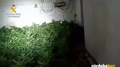 Plantaci&oacute;n de marihuana tras el box de un caballo en Priego de C&oacute;rdoba