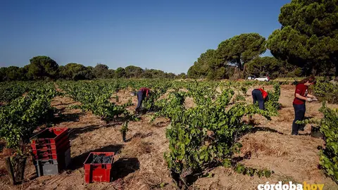 Tres trabajadores recogen uvas en el campo. Foto Ricardo Rubio (Europa Press)