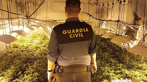 Agente de la Guardia Civil en la plantaci&oacute;n de marihuana de Bujalance, en una imagen de archivo