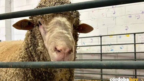 Feria Agroganadera de Los Pedroches 2024