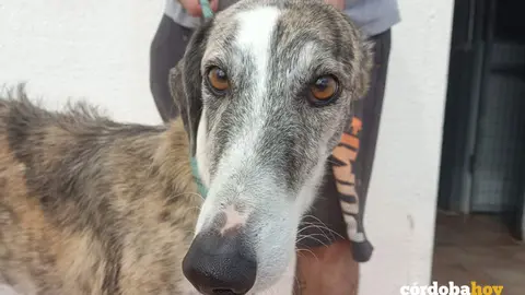 Nico, galgo rescatado FOTO GALGOS DEL SUR