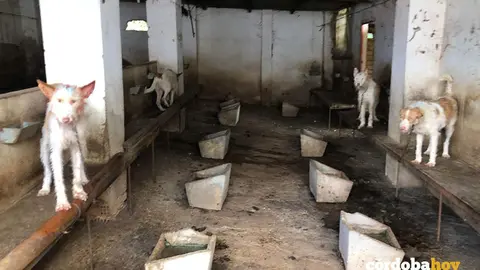 Perros de la rehala intervenida por el Seprona y Galgos del Sur en Hornachuelos FOTO GALGOS DEL SUR
