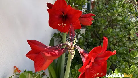 patios 889