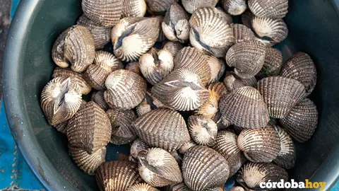 ERBERECHOS