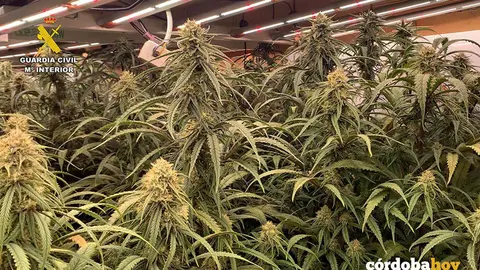 Marihuana localizada por la Guardia Civil en Puente Genil