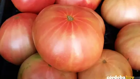 Tomates rosa de Alcolea