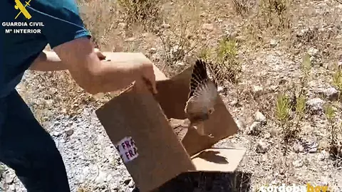 Momento de la suelta del cern&iacute;calo rescatado en Lucena por el Seprona