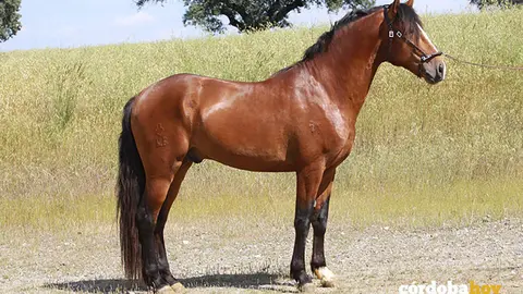 Un caballo de Pura Sangre Lusitana FOT UNIVERSIDAD DE SEVILLA