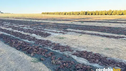 Las paseras regresan al paisaje rural de Moriles tres d&eacute;cadas despu&eacute;s FOTO BODEGAS ROBLES