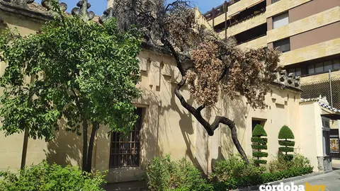 Encina singular de San Nicol&aacute;s de la Villa muerta FOTO ANDALUC&Iacute;A ENTRE TOD@S
