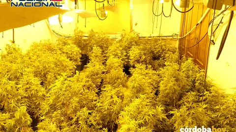 Plantaci&oacute;n indoor de marihuana en Fray Albino FOTO POLIC&Iacute;A NACIONAL