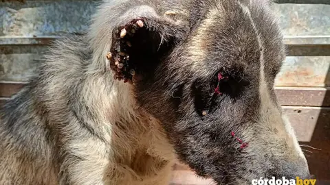 Uno de los perros localizados en una finca de Granada