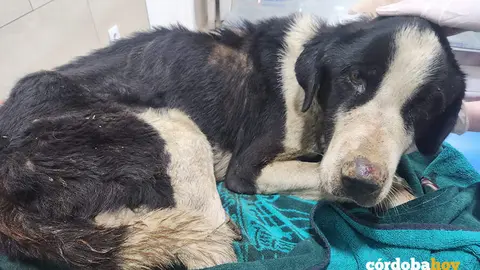 Uno de los 11 perros mast&iacute;n espa&ntilde;ol en condiciones extremas de desatenci&oacute;n y sufrimiento FOTO GALGOS DEL SUR