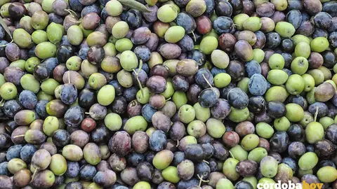 Aceitunas FOTO JUNTA DE ANDALUC&Iacute;A