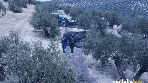 Guardias civiles inspeccionando un olivar cordob&eacute;s, en una imagen de archivo FOTO GUARDIA CIVIL
