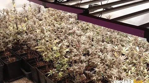 Plantas de marihuana intervenidas a un vecino de Fern&aacute;n N&uacute;&ntilde;ez FOTO GUARDIA CIVIL