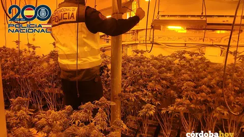Un agente de la Polic&iacute;a Nacional en la plantaci&oacute;n indoor de marihuana en el Sector Sur FOTO POLIC&Iacute;A NACIONAL