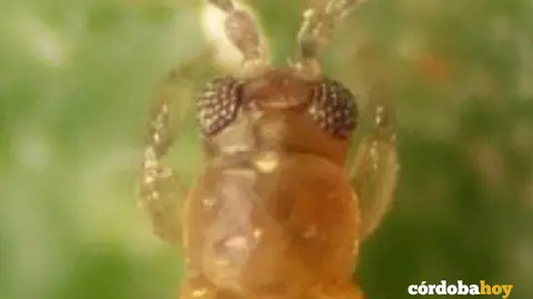 Imagen del Scirtothrips aurantii, que ha infectado c&iacute;tricos De la Vega del Guadalquivir cordobesa