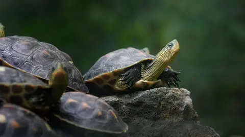  Las 5 mejores mascotas para tener en casas peque&ntilde;as 