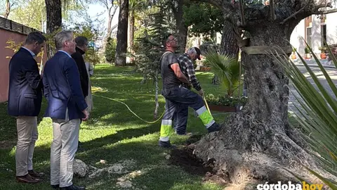 Plantaci&oacute;n del olivo centenario en la nunciatura de Madrid FOTO AYUNTAMIENTO DE ZUHEROS