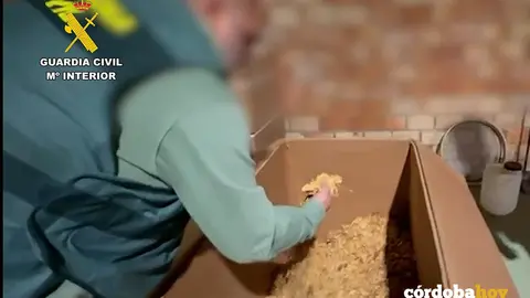 Desmantelada una f&aacute;brica ilegal de tabaco en Lucena con tres detenidos y 2.600 kilos de hojas FOTO GUARDIA CIVIL