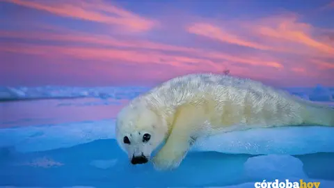 Una de las im&aacute;genes de la muestra Colores del Mundo FUNDACI&Oacute;N LA CAIXA