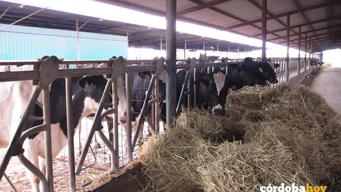 Una explotaci&oacute;n de vacuno de leche en Los Pedroches, en una imagen de archivo FOTO EUROPA PRESS