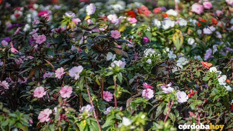 gramineas