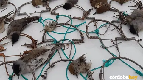 pajaritos