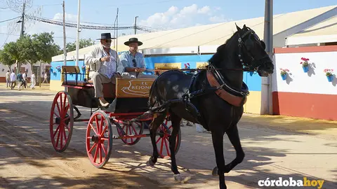 Caballo en la Feria de C&oacute;rdoba de 2025