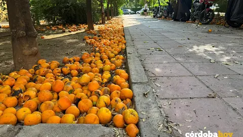 Naranjas pudri&eacute;ndose en el suelo en el Distrito Levante FOTO HACEMOS C&Oacute;RDOBA