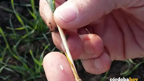 Huevo de mosquito en una planta de barbecho FOTO ASAJA C&Oacute;RDOBA