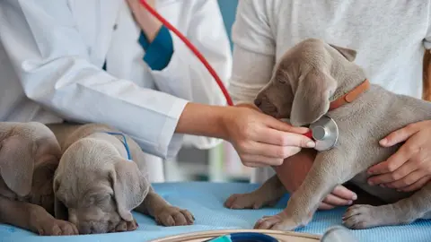  Curso de Auxiliar Veterinario: Toda la informaci&oacute;n para trabajar en veterinaria 