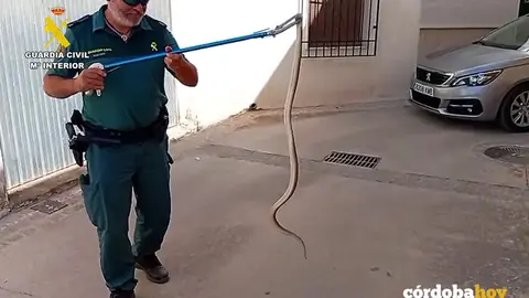 El ejemplar de culebra de escalera capturado por el Separan en Zamoranos (Priego) FOTO GUARDIA CIVIL