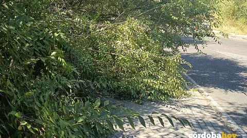Imagen de la vegetaci&oacute;n invadiendo aceras y calzadas en el pol&iacute;gono industrial de Las Quemadas FOTO CCOO