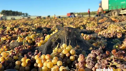 Paseras en la vendimia de Bodegas Robles FOTO BODEGAS ROBLES